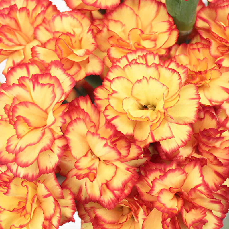 Orange Rot Nelke Blumensamen zur Aussaat Landhaus Garten wichtig Traditionssorte & ohne Gentechnik Samen Hausgarten