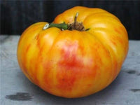 Große bi-colored gelbe and red traditionelle tomatoes on vine