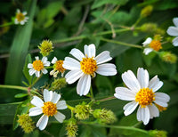 Bidens Pilosa Blumensamen zur Aussaat Anzucht Traditionssorte & ohne Gentechnik Samen Hausgarten