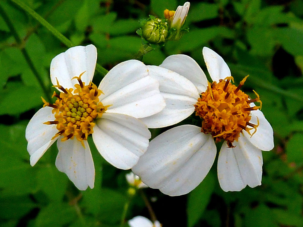 Spanish Needles Blumensamen zur Aussaat Anzucht Traditionssorte & ohne Gentechnik Samen Hausgarten