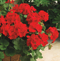 Big blooms geranium samen for anpflanzung maroon