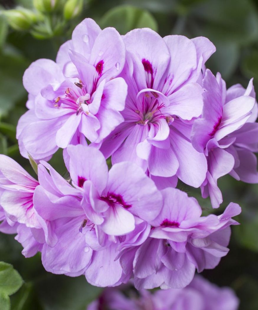 Big blooms lavender geranium samen for anpflanzung