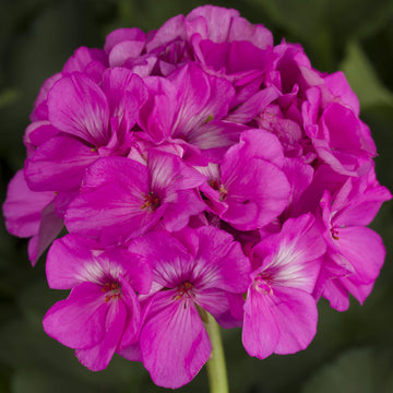 Big blooms rosa geranium samen for anpflanzung