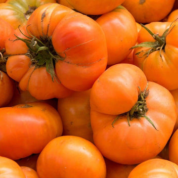 Big dark orange tomato samen für aussaat