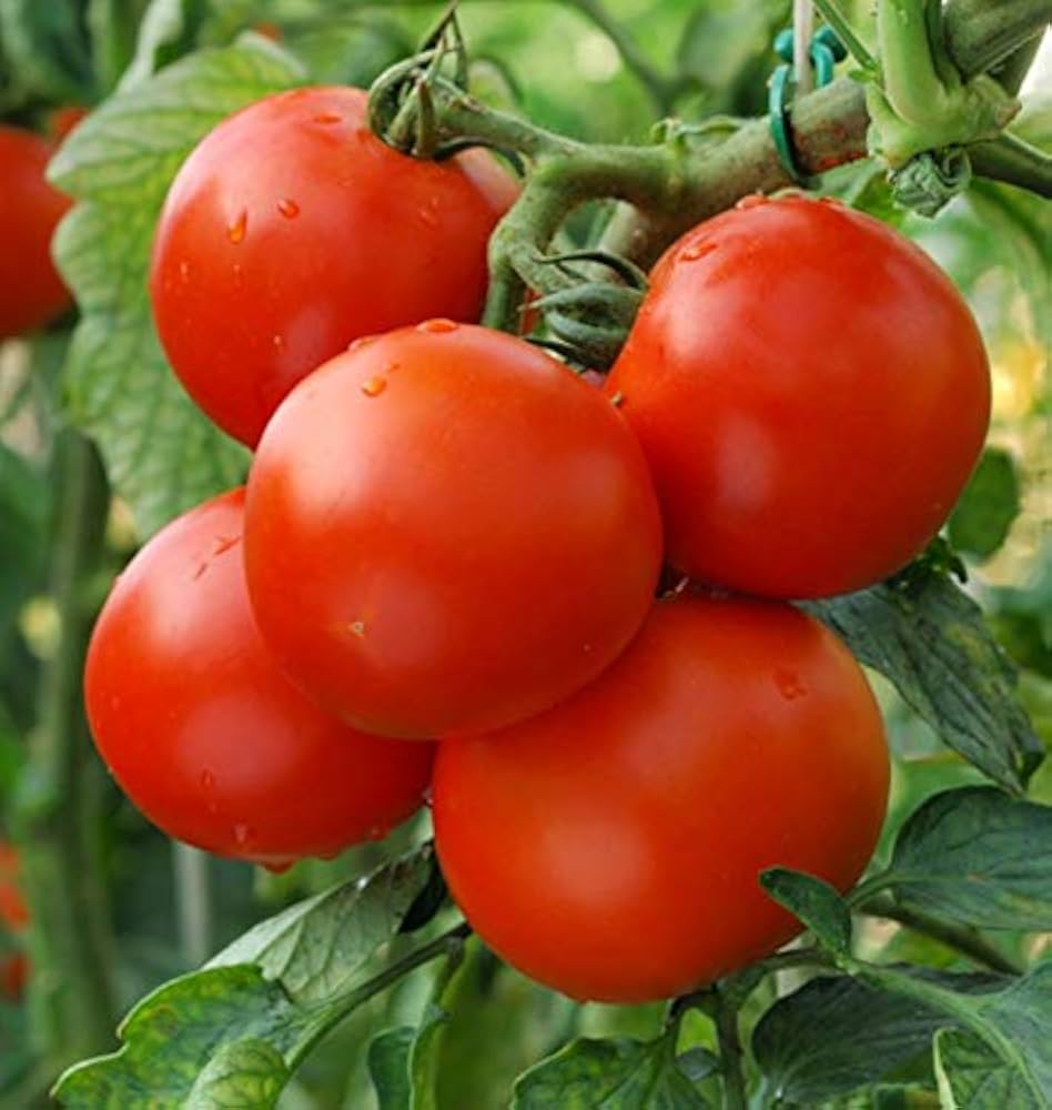 Big fruit tomato samen für high-yield gardening