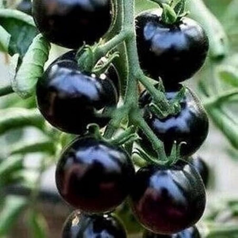 Big huge schwarze tomato samen für home garten aussaat