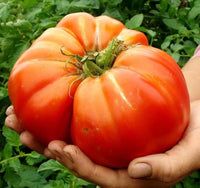 Step-by-step guide für wachsend big huge orange tomatoes aus samen