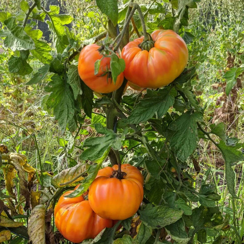 Big huge orange tomato samen für home garten aussaat