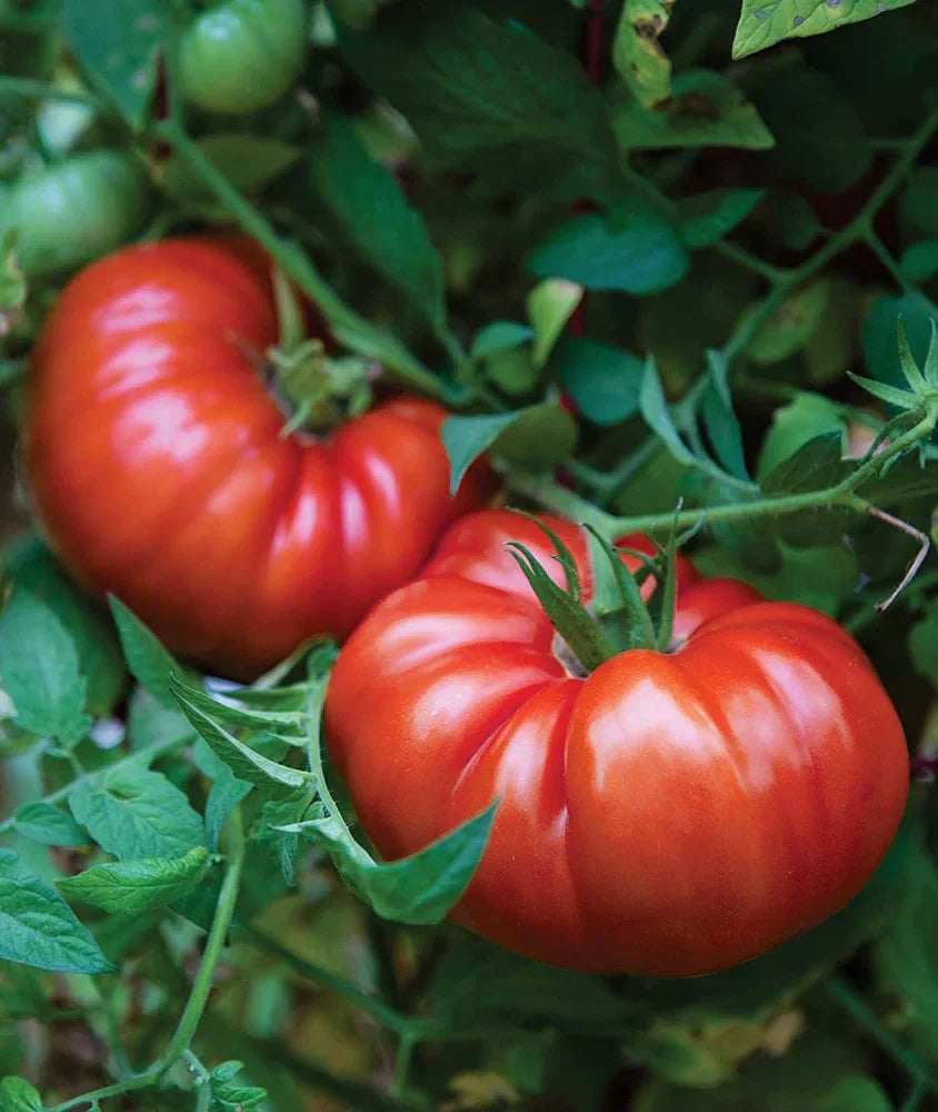Große dark red tomatoes wachsend on the vine