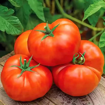Big huge tomato samen für aussaat