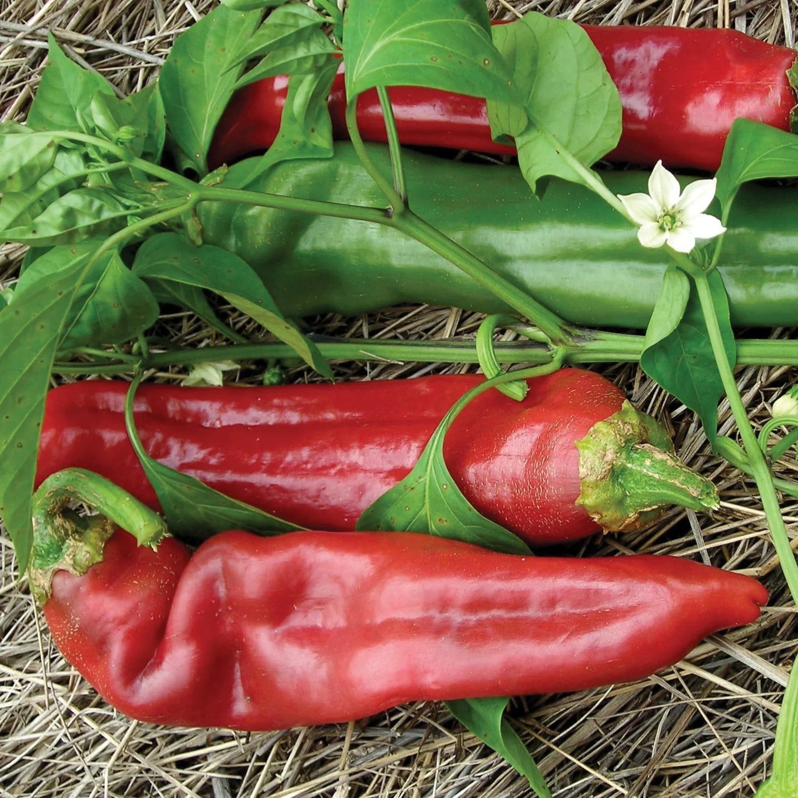 Big jim chili pepper pflanzen wachsend in garten