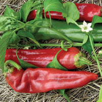 Big jim chili pepper pflanzen wachsend in garten