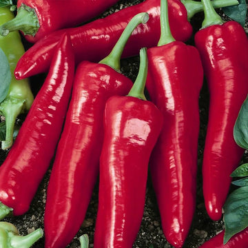 Big jim pepper samen für home garten aussaat