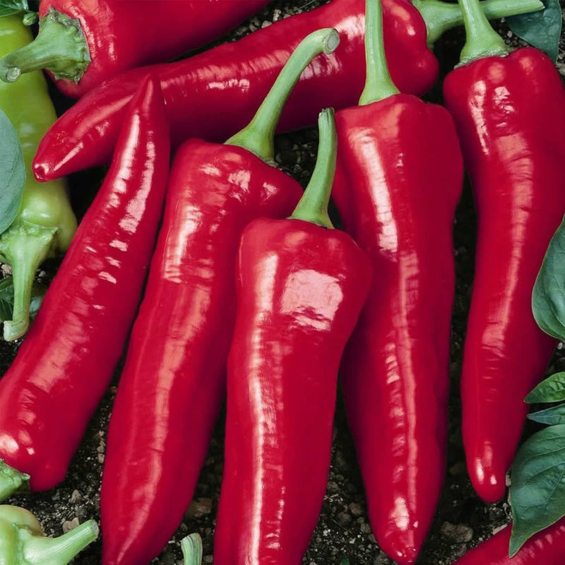 Big jim pepper samen für home garten aussaat