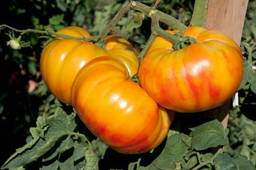 Big orange tomato samen für aussaat