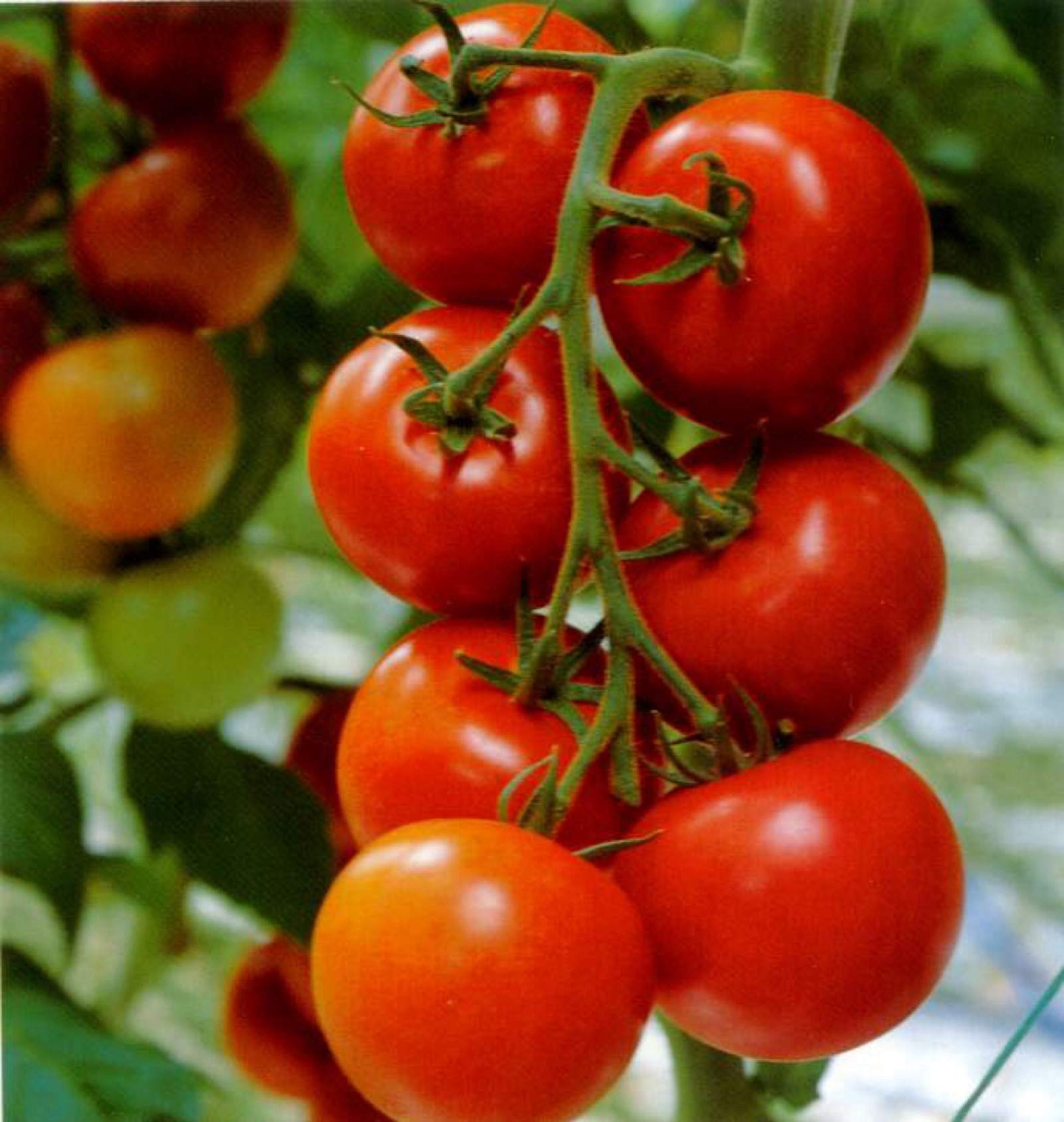 Big tomato seedlings sprouting aus non gmo solanum lycopersicum samen