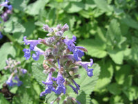 Catnip Nepeta Blumensamen zur Aussaat robust Sorte Traditionssorte & ohne Gentechnik Samen Hausgarten