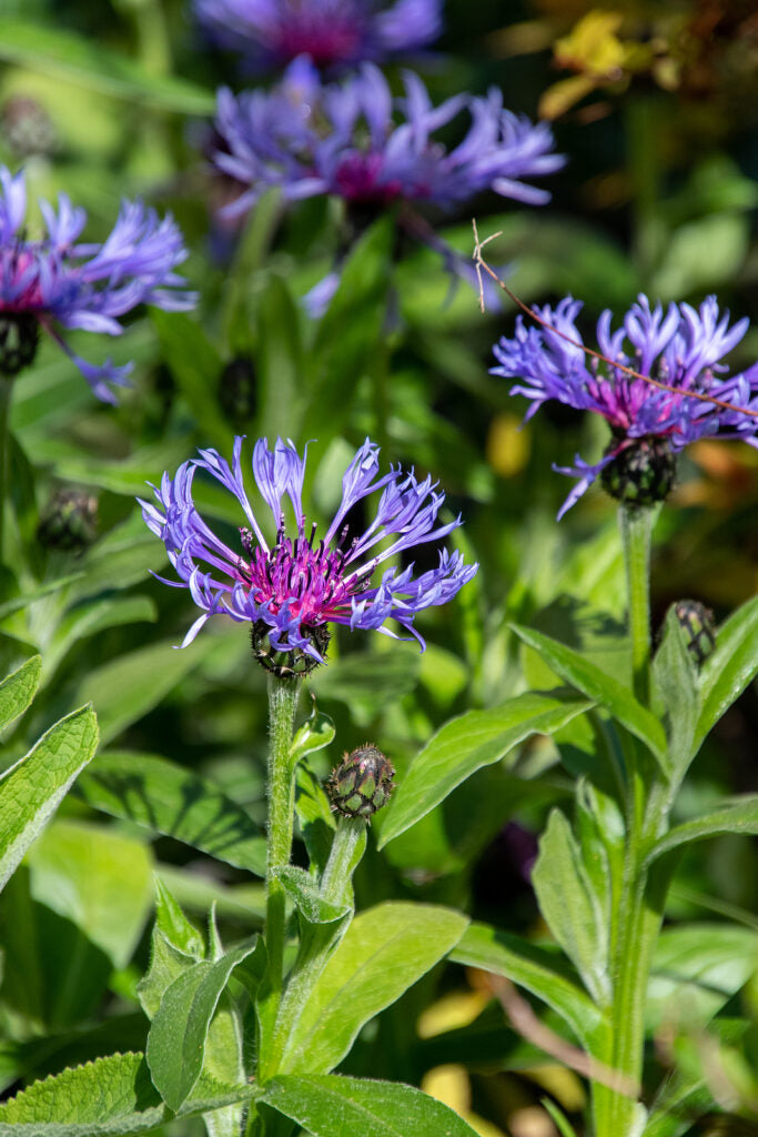 Blau centaurea montana blume samen for anpflanzung - fragrant blossoms, heirloom & gmo free samen for home garten
 
 sale samen for anpflanzung in home garten