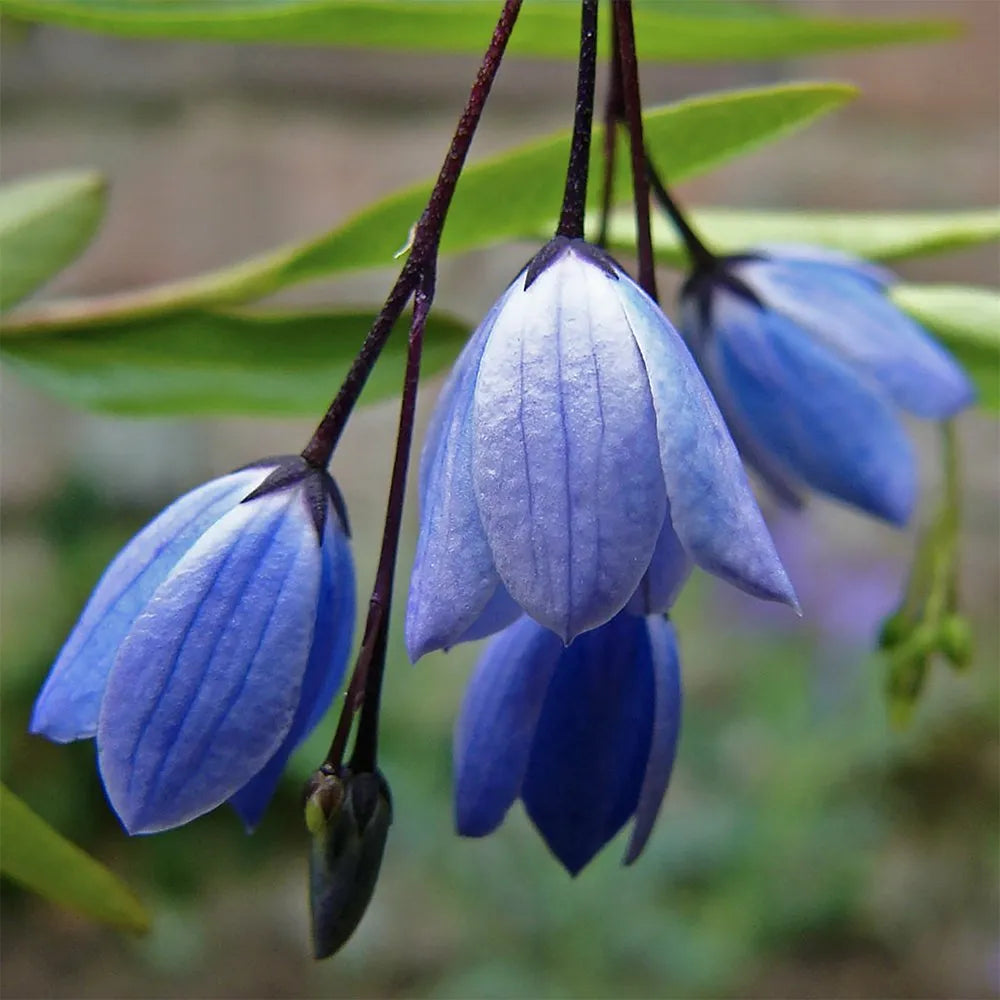 Blau Heterophyllus Blumensamen zur Aussaat – robust Sorte – Traditionssorte & ohne Gentechnik Samen Hausgarten