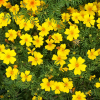 Gelb Bur Studentenblume Blumensamen zur Aussaat sonnenliebend Traditionssorte & ohne Gentechnik Samen Hausgarten