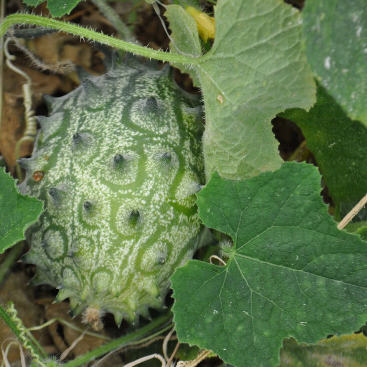 Kiwano Cucumis Samen zum Pflanzen - Grow Exotic Fruit