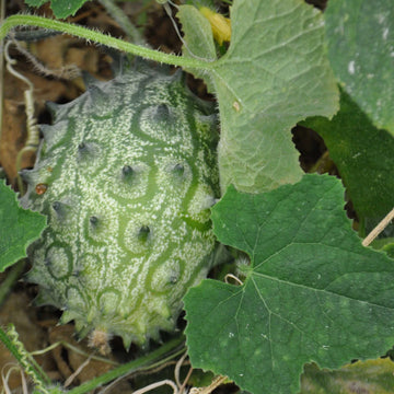 Kiwano Cucumis Samen zum Pflanzen - Grow Exotic Fruit