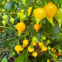 Gelb Biquinho Pepper Planting Samen - Vibrant Fruit for Your Garden