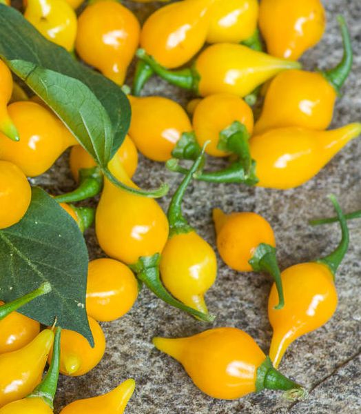 Gelb Biquinho Pepper Planting Samen - Vibrant Fruit for Your Garden