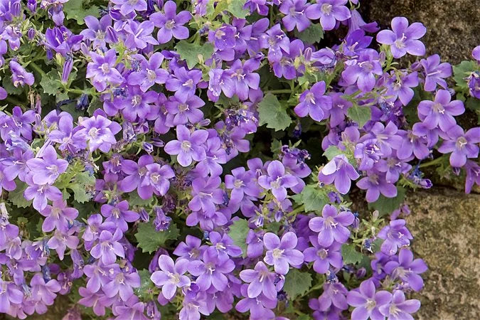 hell Lila Mini Violett Blumensamen zur Aussaat ideal Rabatten Traditionssorte & ohne Gentechnik Samen Hausgarten