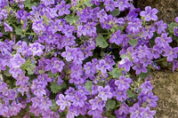 hell Lila Mini Violett Blumensamen zur Aussaat ideal Rabatten Traditionssorte & ohne Gentechnik Samen Hausgarten