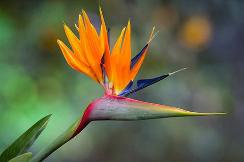 Orange Bird Paradise Samen zur Aussaat – exotisch Blüten für Ihren Garten