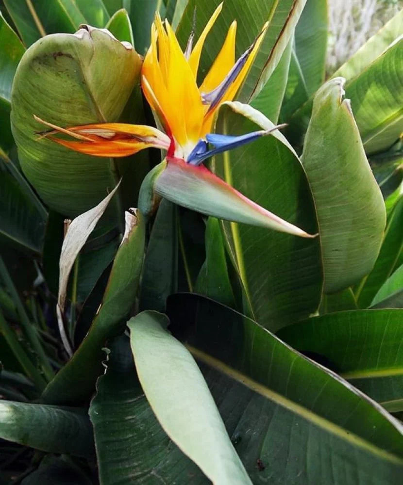 Gelb (gelb strelitzia) samen for anpflanzung in home garten