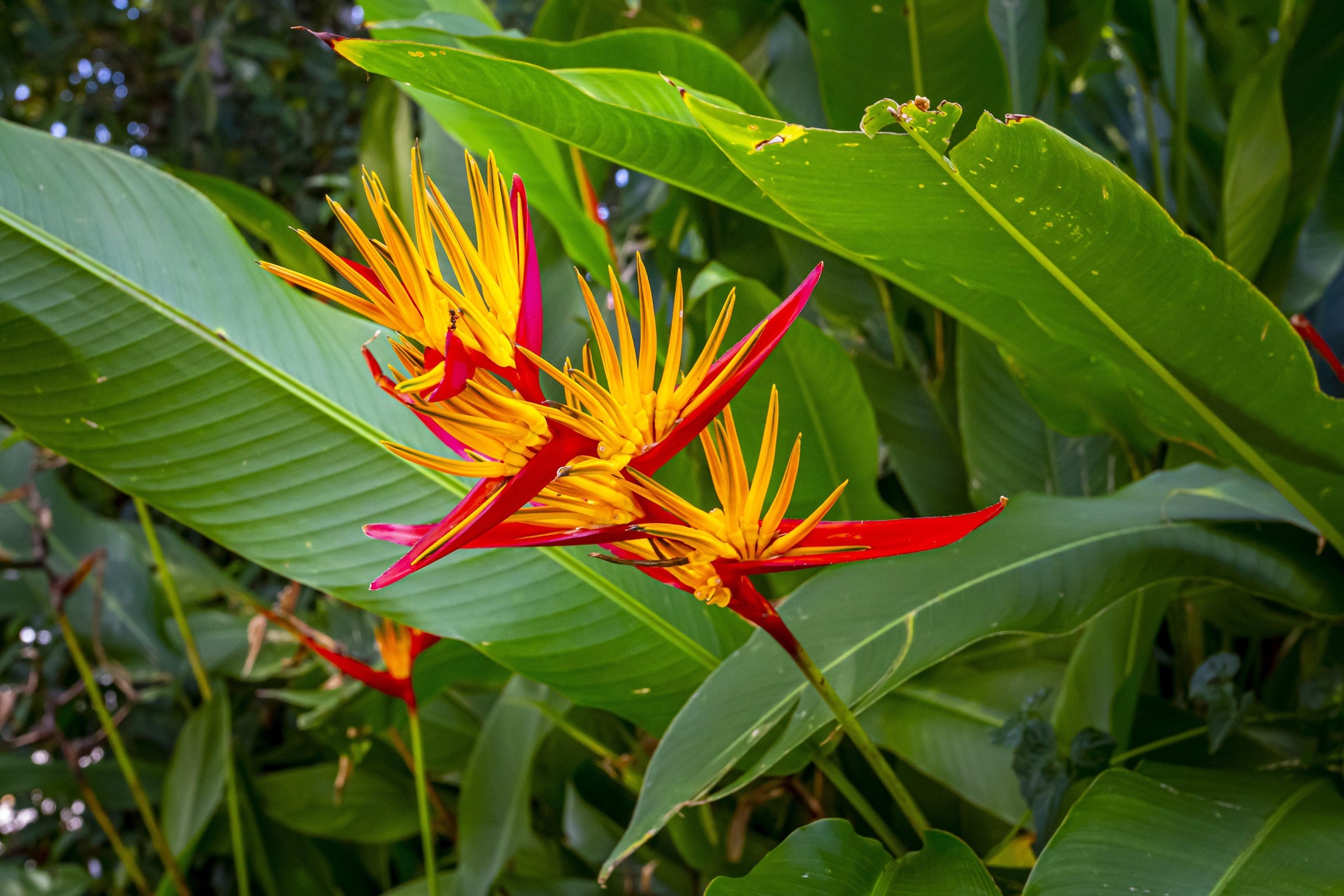 Paradiesvogelblume Blumensamen zur Aussaat – pflegeleicht – Traditionssorte & ohne Gentechnik Samen Hausgarten