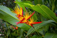 Paradiesvogelblume Blumensamen zur Aussaat – pflegeleicht – Traditionssorte & ohne Gentechnik Samen Hausgarten