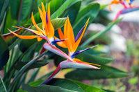 Queen's (queen's birdofparadise) samen for anpflanzung in home garten