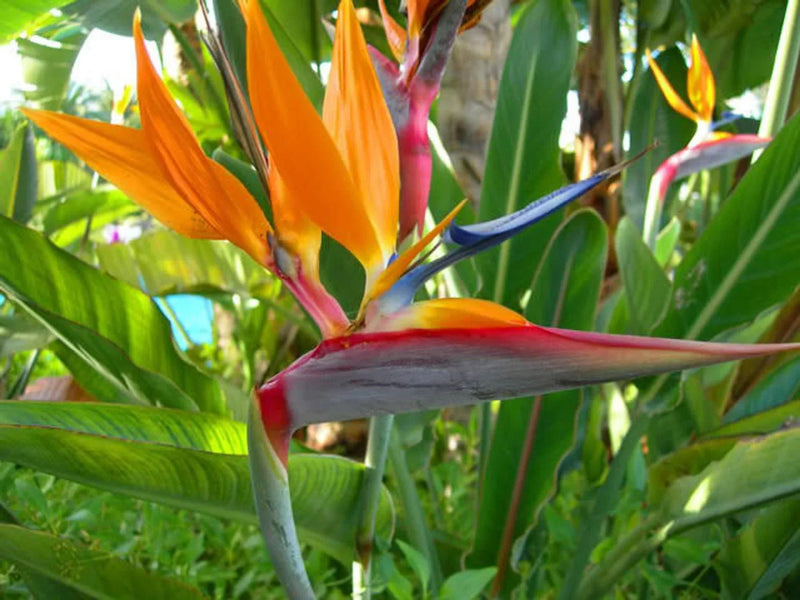 Non-gmo bird of paradise samen for anpflanzung