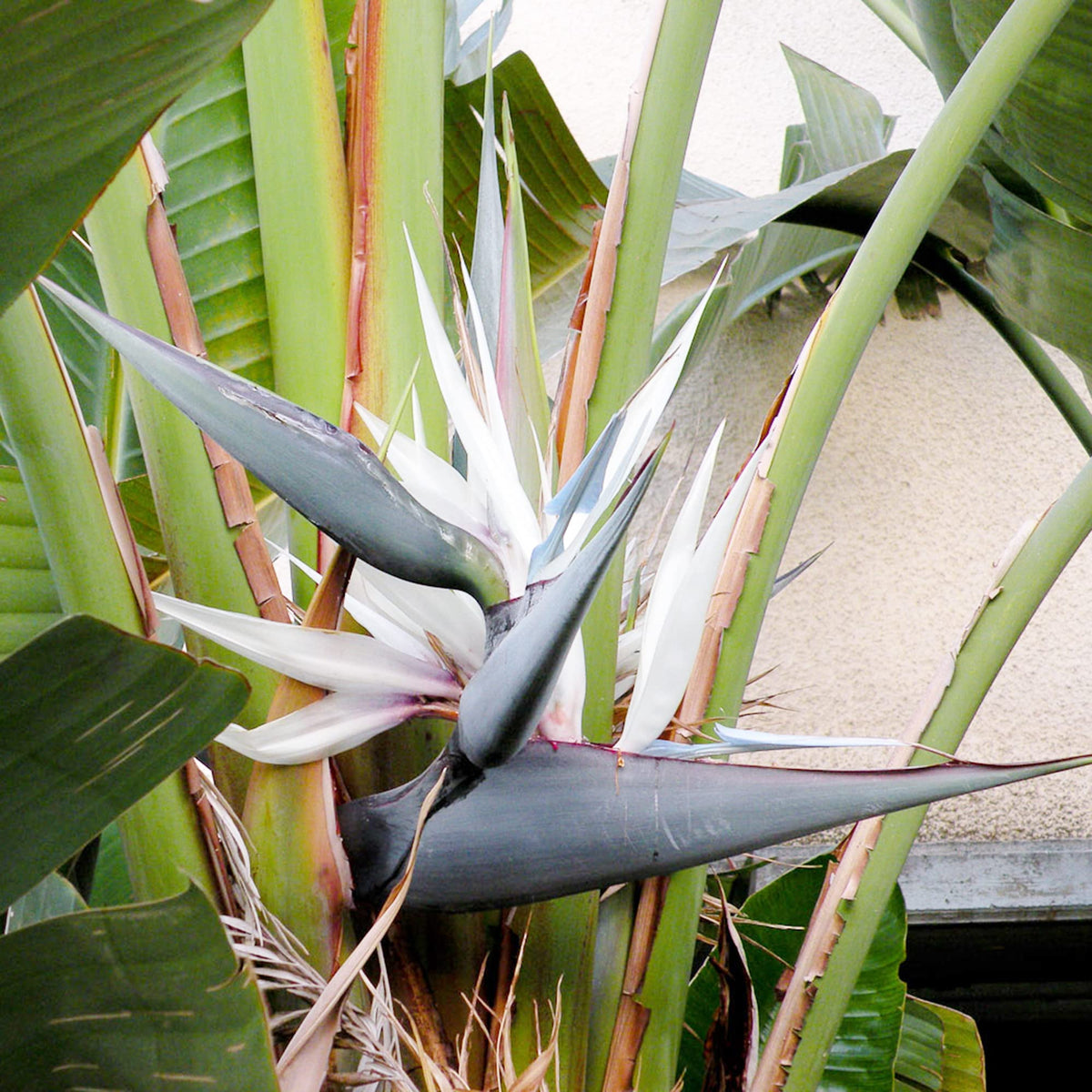 Bird of paradise samen for anpflanzung