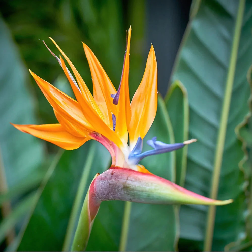 Bird Paradise Blumensamen zur Aussaat – Drought verträglich – Traditionssorte & ohne Gentechnik Samen Hausgarten
