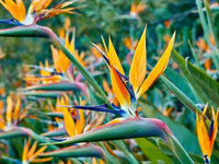 Paradiesvogelblume Blumensamen zur Aussaat Anzucht Traditionssorte & ohne Gentechnik Samen Hausgarten