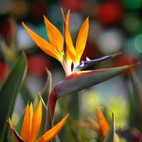 Orange Reginae Blumensamen zur Aussaat – leuchtend – Traditionssorte & ohne Gentechnik Samen Hausgarten