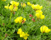 Birdsfoot groundcover blume samen for naturalized areas