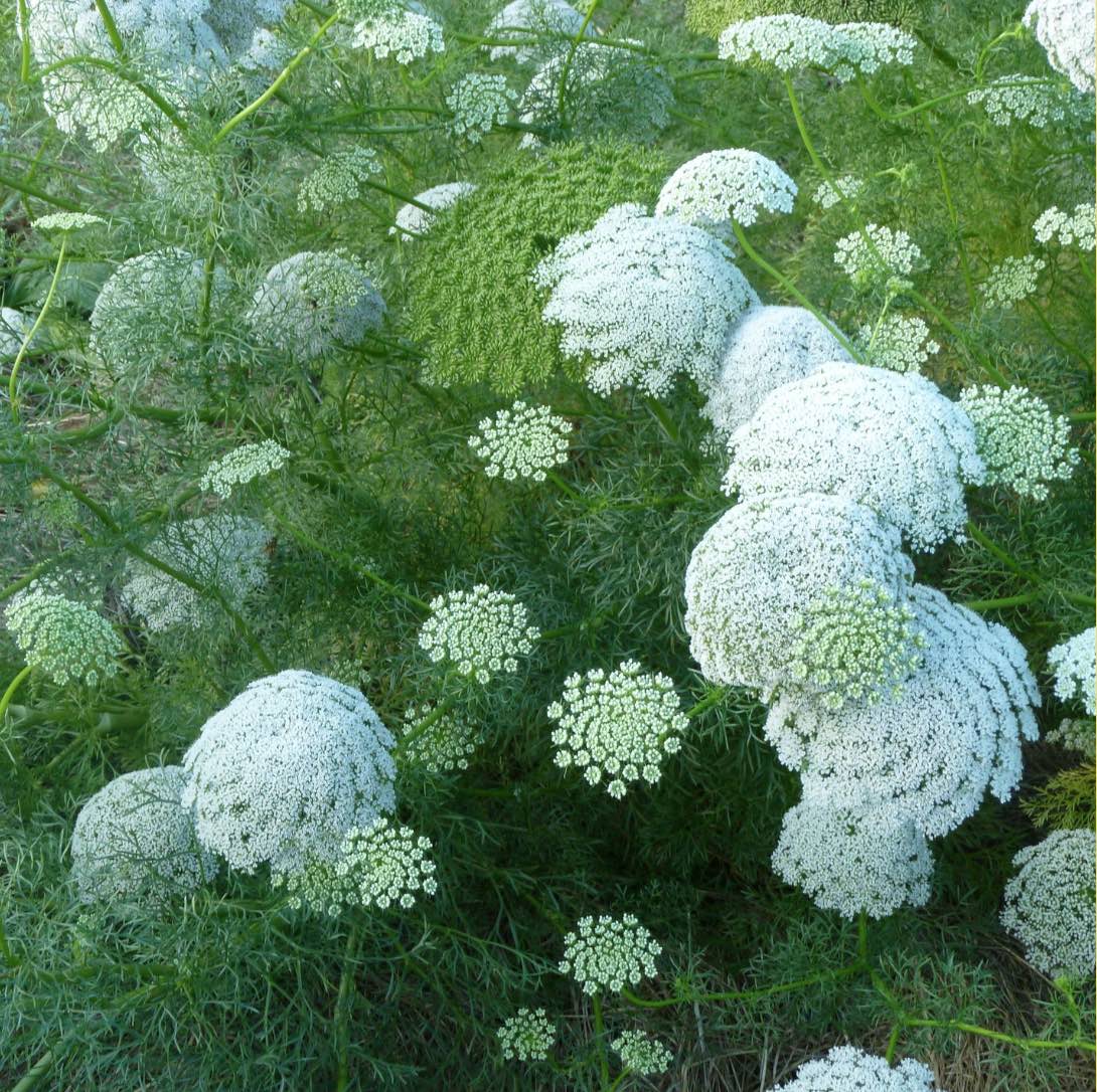 Bishop’s Blume Kraut with lacy foliage and white blooms