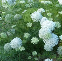 Bishop’s Blume Kraut with lacy foliage and white blooms