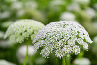Bishop’s Blume Pflanze with delicate white Blumen in Garten