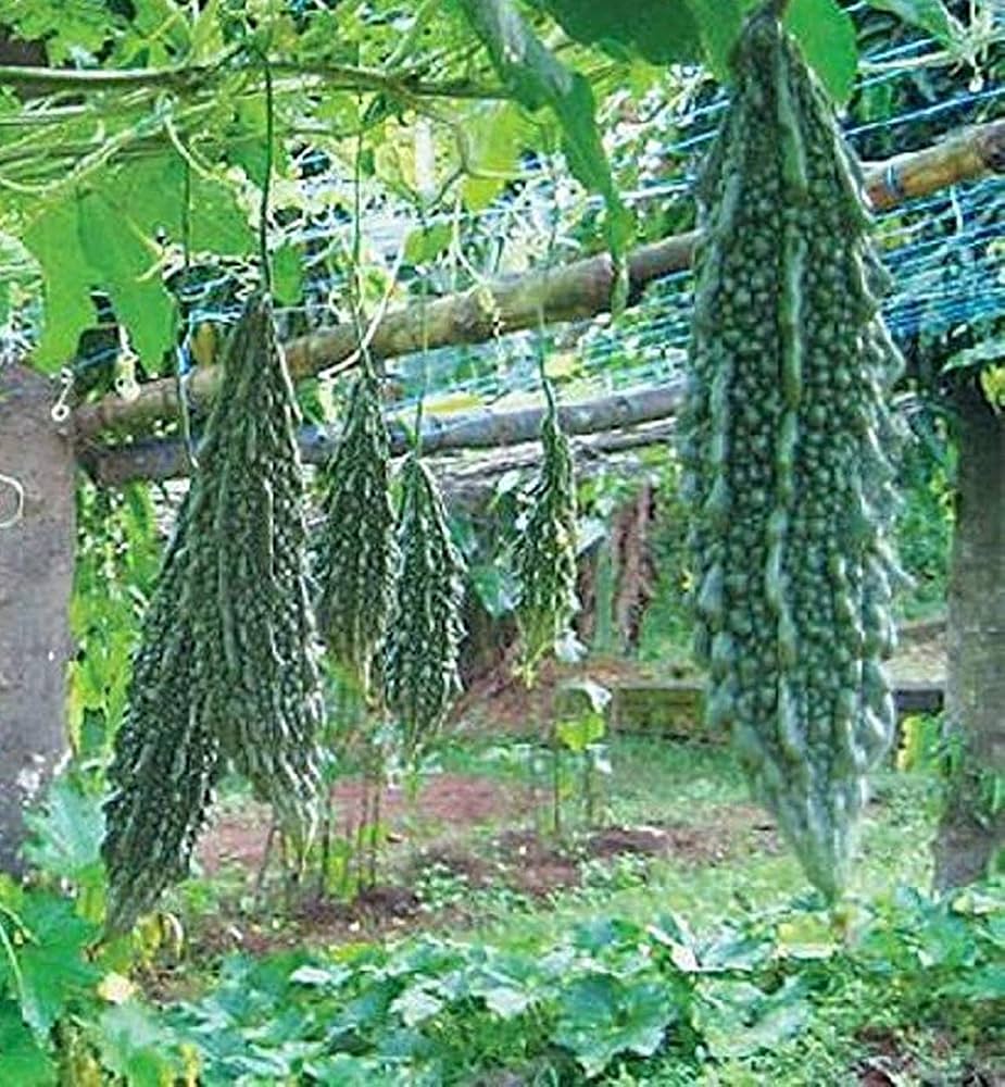 Closeup of chinese bitter gourd samen für aussaat