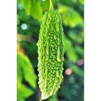 Karela Gemüsesamen für einfache Aussaat at Home