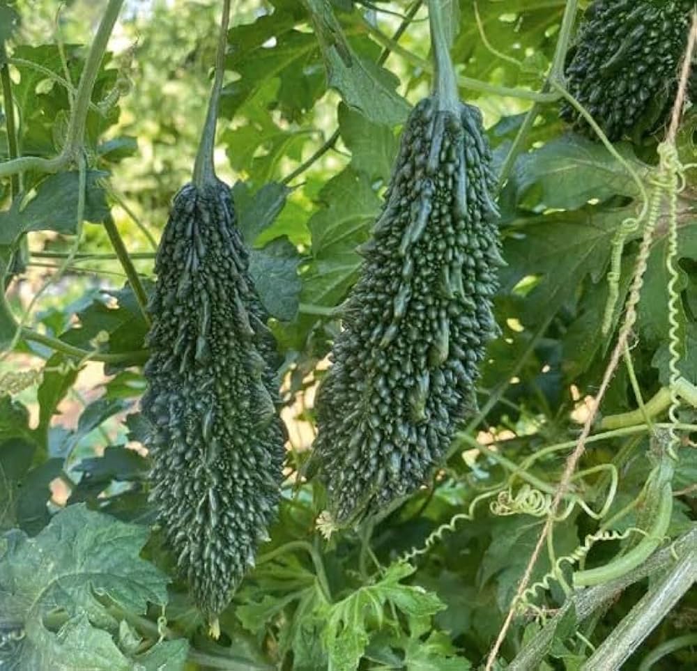 Vigorous bittergourd pflanze gezogen aus samen