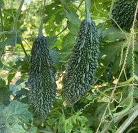 Vigorous bittergourd pflanze gezogen aus samen