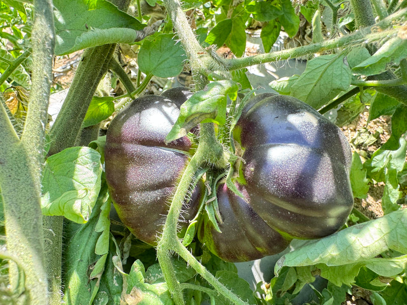 Schwarze and grüne tomato samen für aussaat