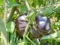 Schwarze and grüne tomato samen für aussaat